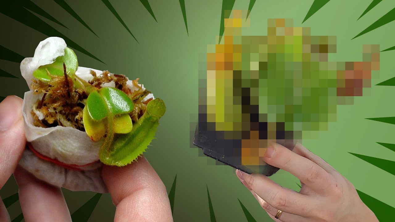 🍖 Is feeding a nepenthes really effective? 🌴 (especially at small size)