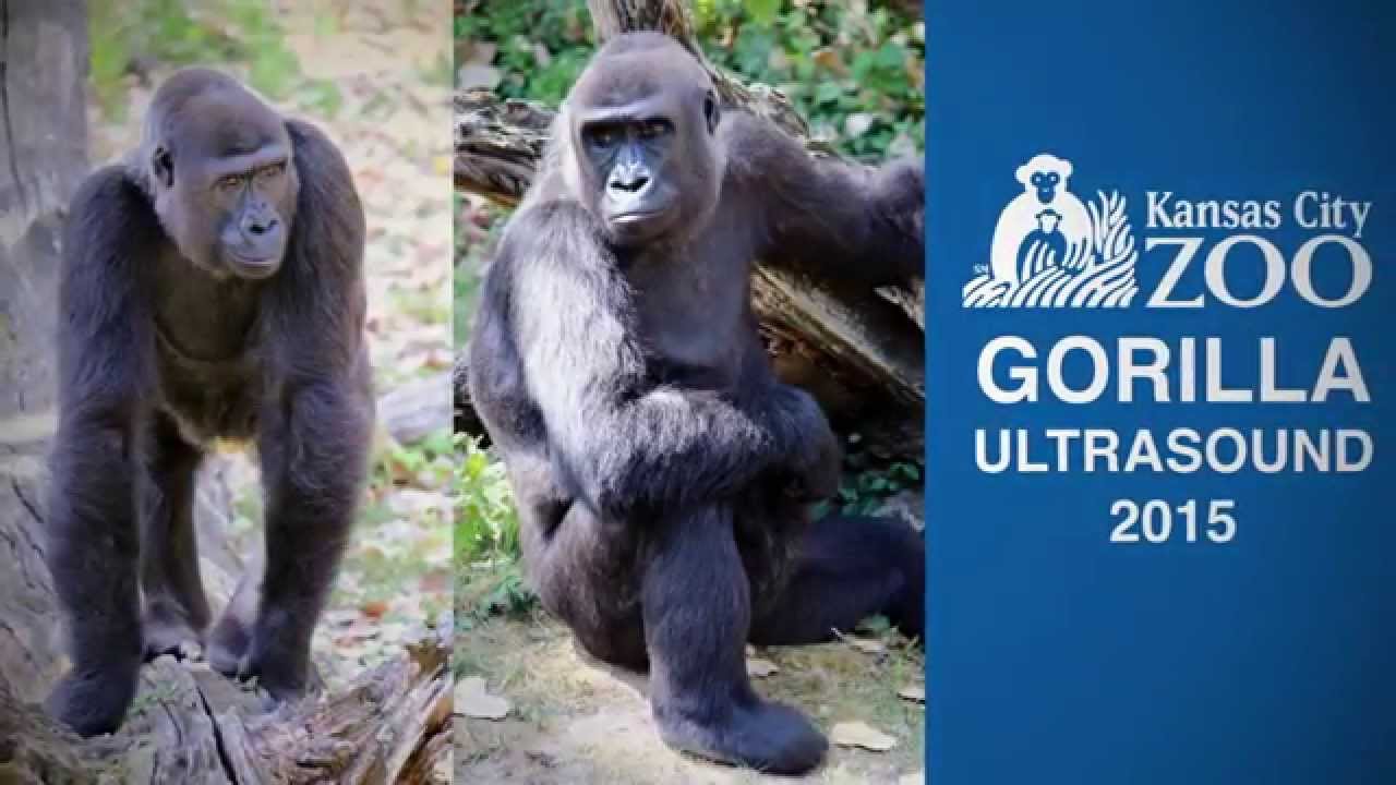 Kansas City Zoo Gorilla PREGNANT! Hear from our vet!