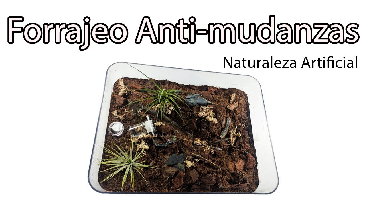 ANTenas || Caja de forrajeo ANTi-mudanzas - Naturaleza Artificial