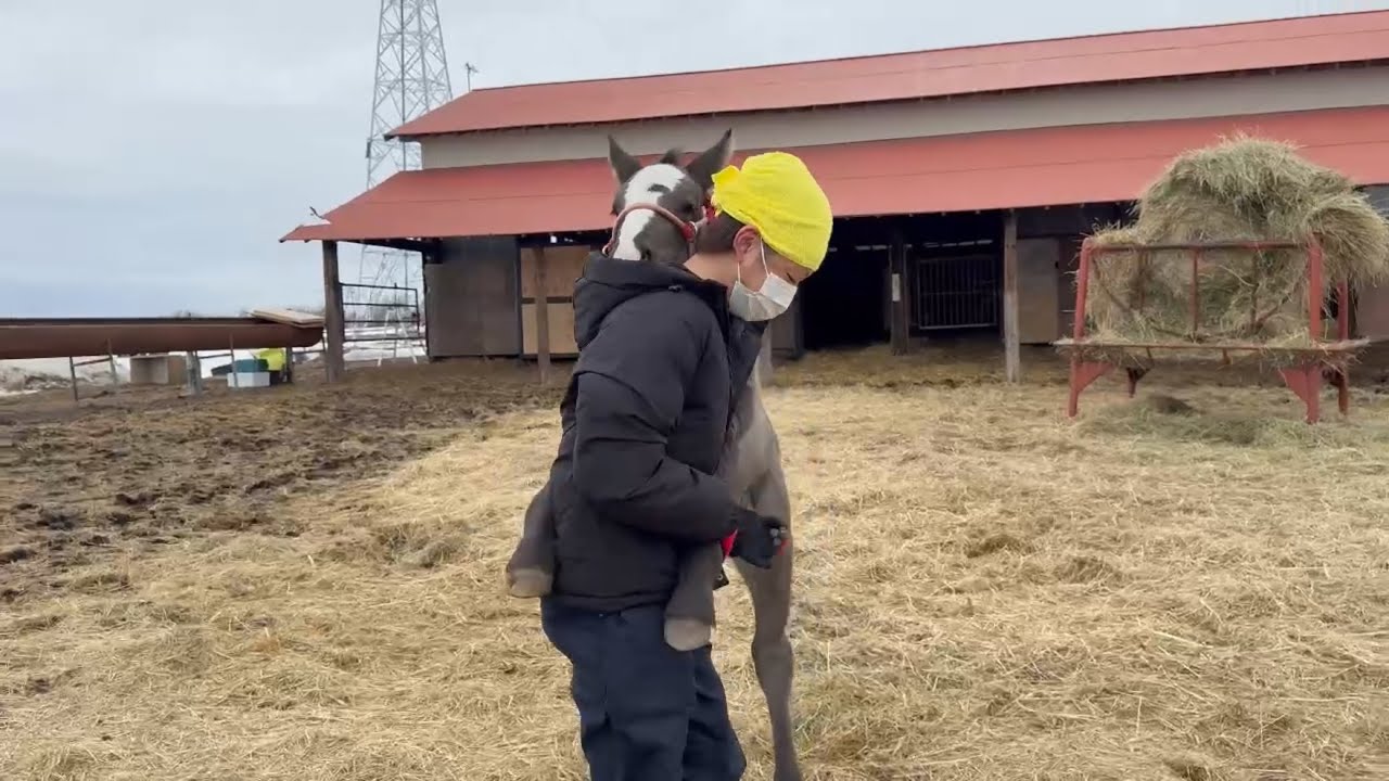 【ばんえい】仔馬にハグされました