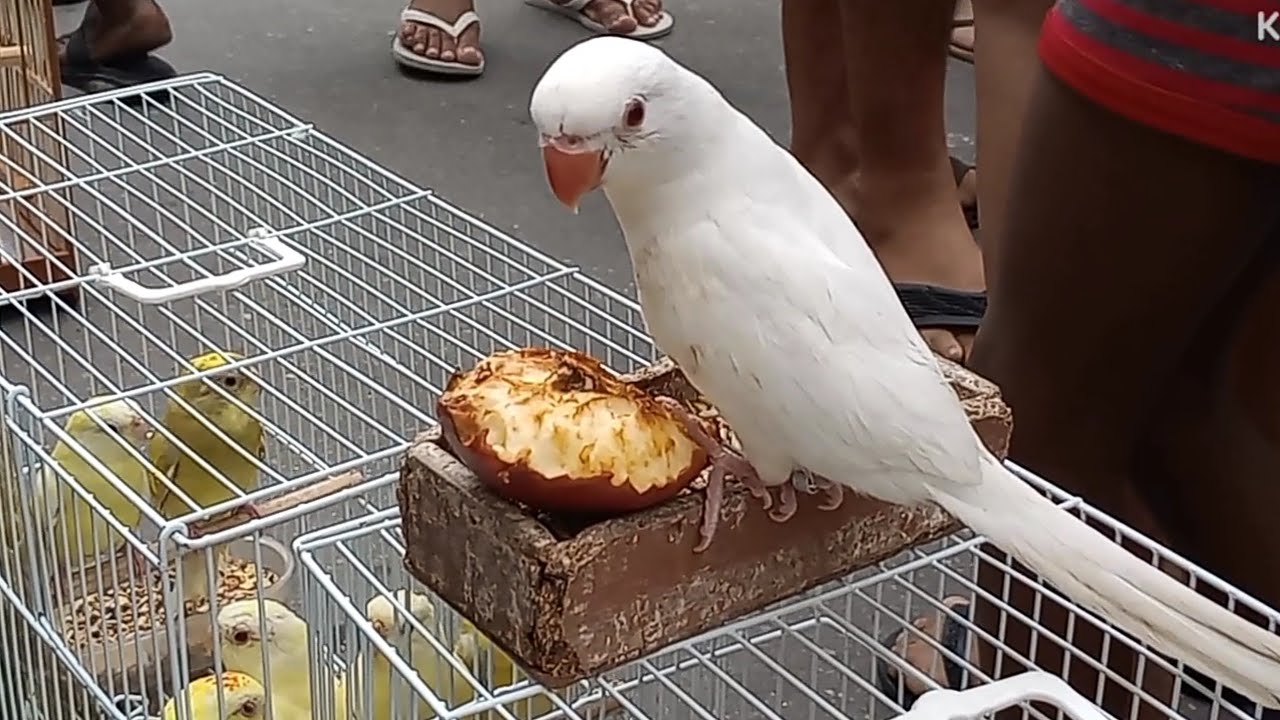 FEIRA DE CAXIAS MOSTREI TUDO AVĖS BICHOS ETC .