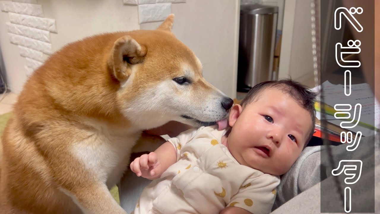 生後1ヶ月の赤ちゃんが泣き止む柴犬・豆柴流の育児方法