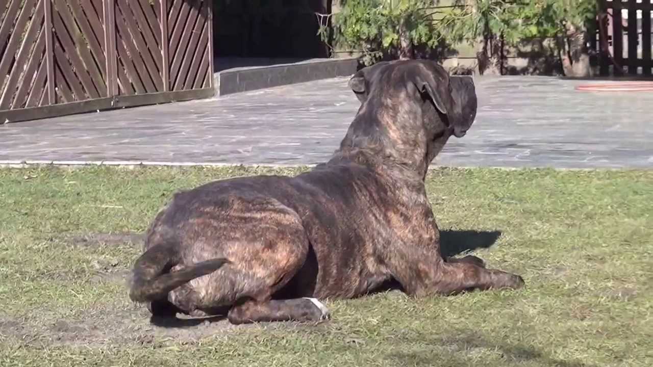 Dogo Canario Rüde Camino sucht neuen Besitzer