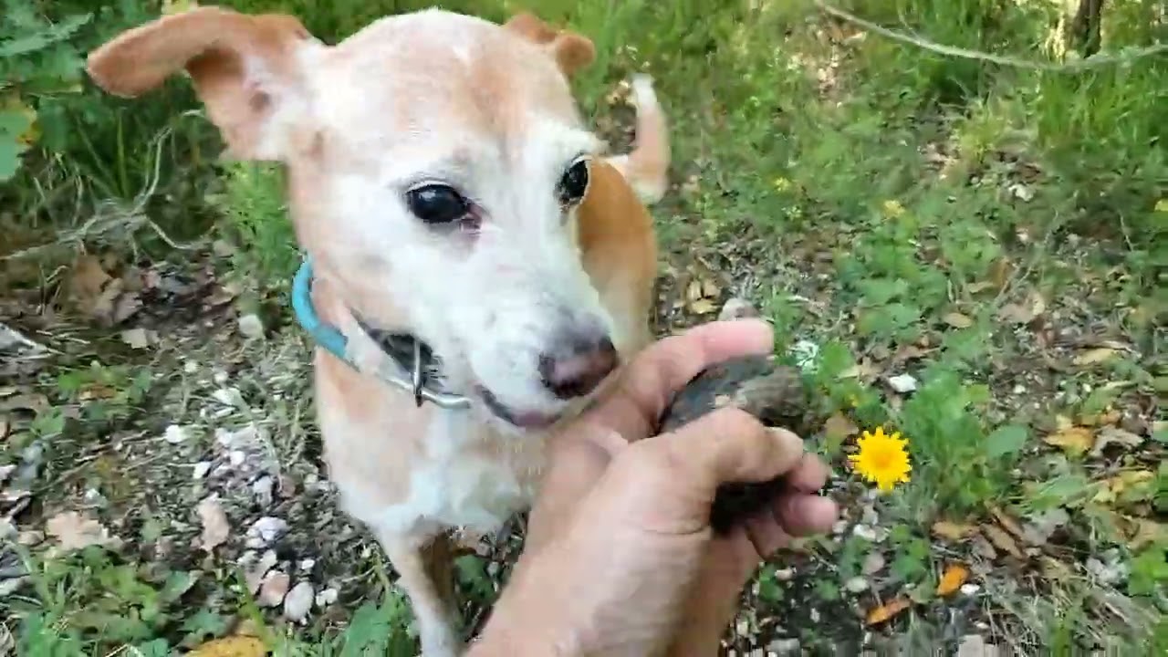 Tartufi che passione. #tartufo #food  #natura #cani