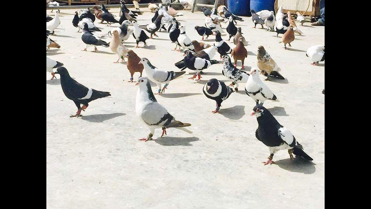 Lahore sherazi pigeons Pakistan