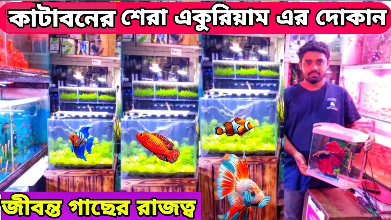 Aquarium price in Bangladesh💥fish price in Bangladesh💥open tank price in Bangladesh|fish price in bd