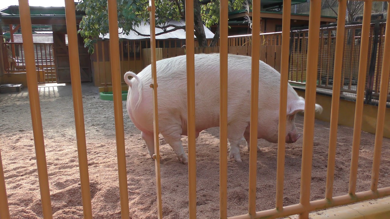 大内山動物園の村長さん (大内山動物園) 2018年1月3日