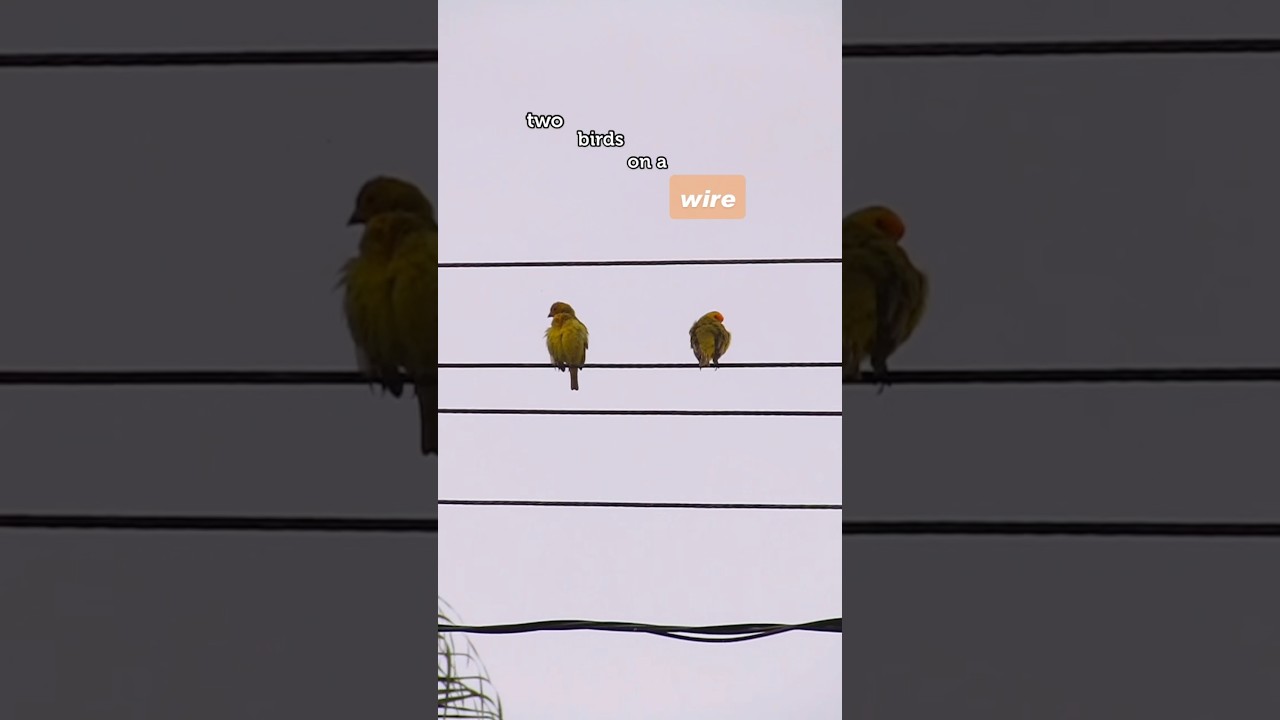 Two Birds