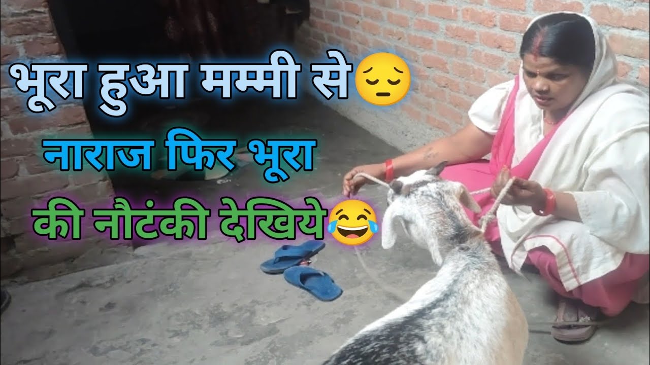 भूरा हुआ मम्मी से नाराज फिर भूरा की नौटंकी देखिये।। 😂🤣
