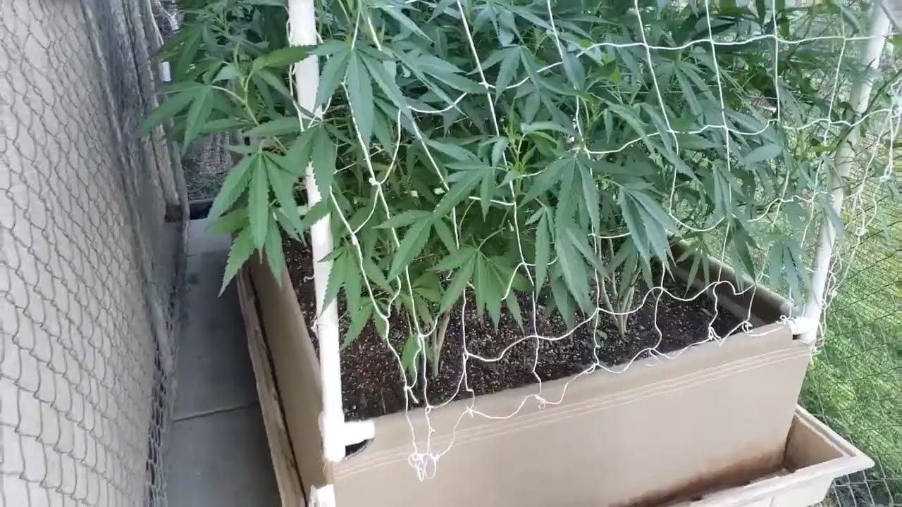 Outdoor Cannabis Living soil 4x8 no till organic Grow July 7-13-22🍒