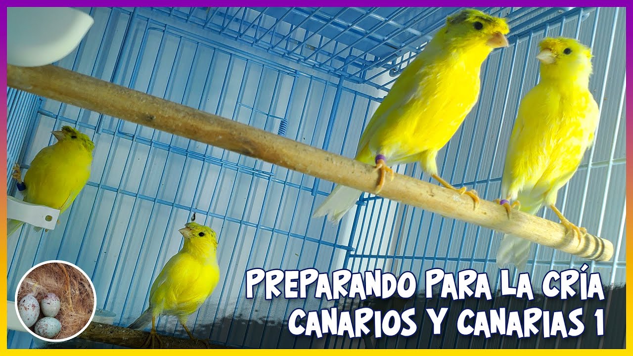 PREPARANDO PARA LA CRÍA CANARIOS Y CANARIAS 1🦜