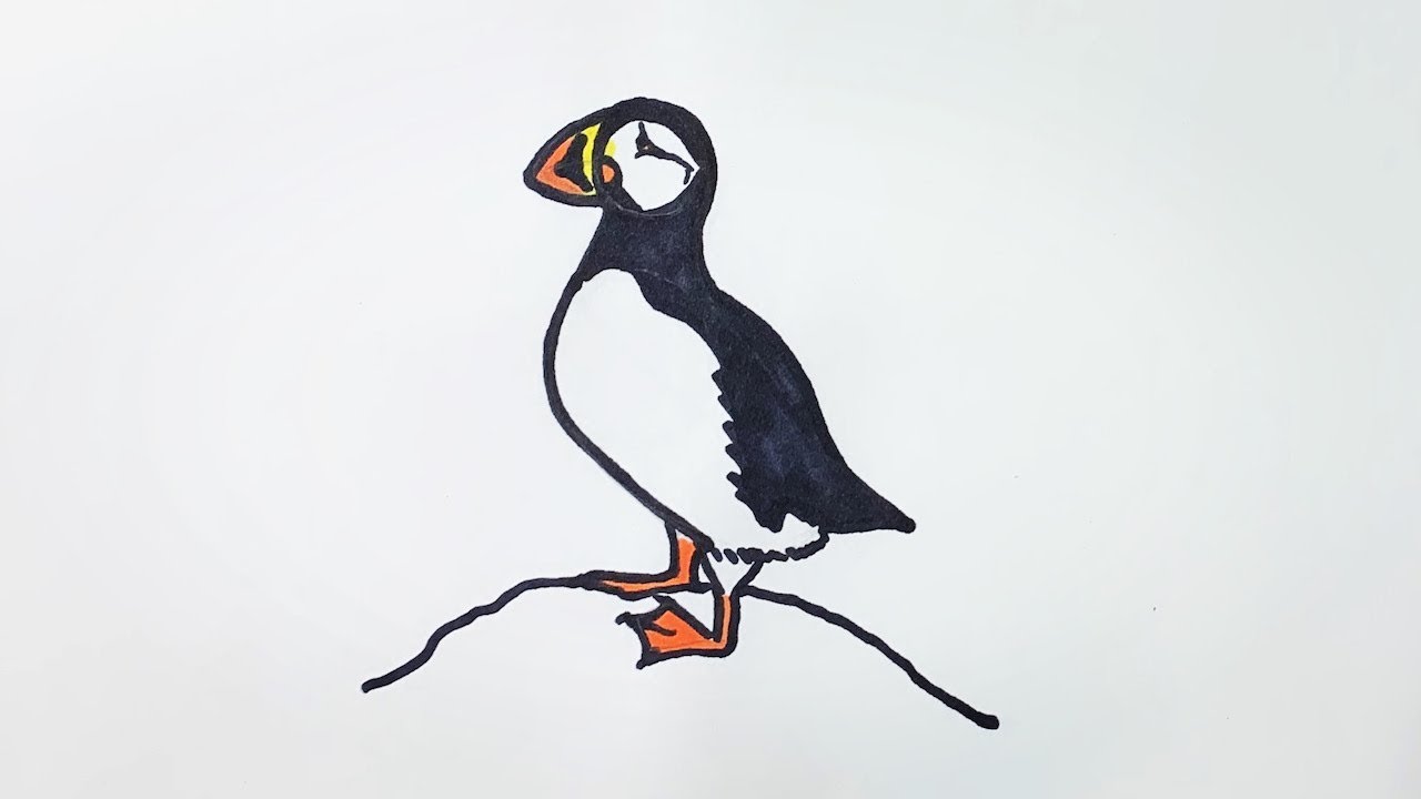 How to draw a puffin
