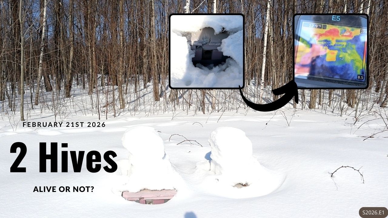 Visiting the apiary with an infrared camera