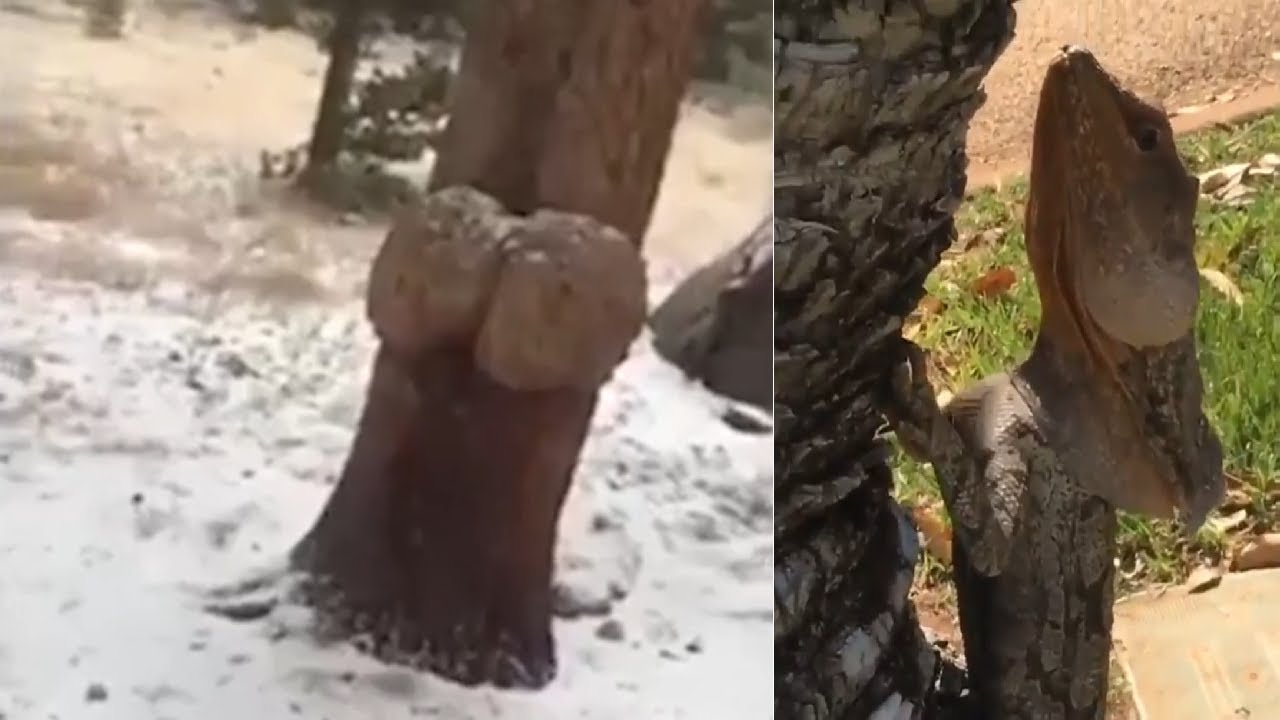 Memes Compilations #17 || AssTree