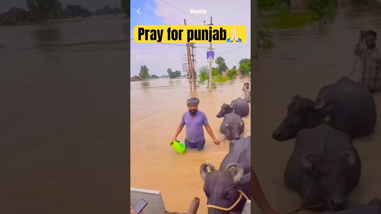 Punjab floods🥹 pray for punjab🙏🏻 #punjab #flood #punjabfloods #ytshorts #help #ytshorts