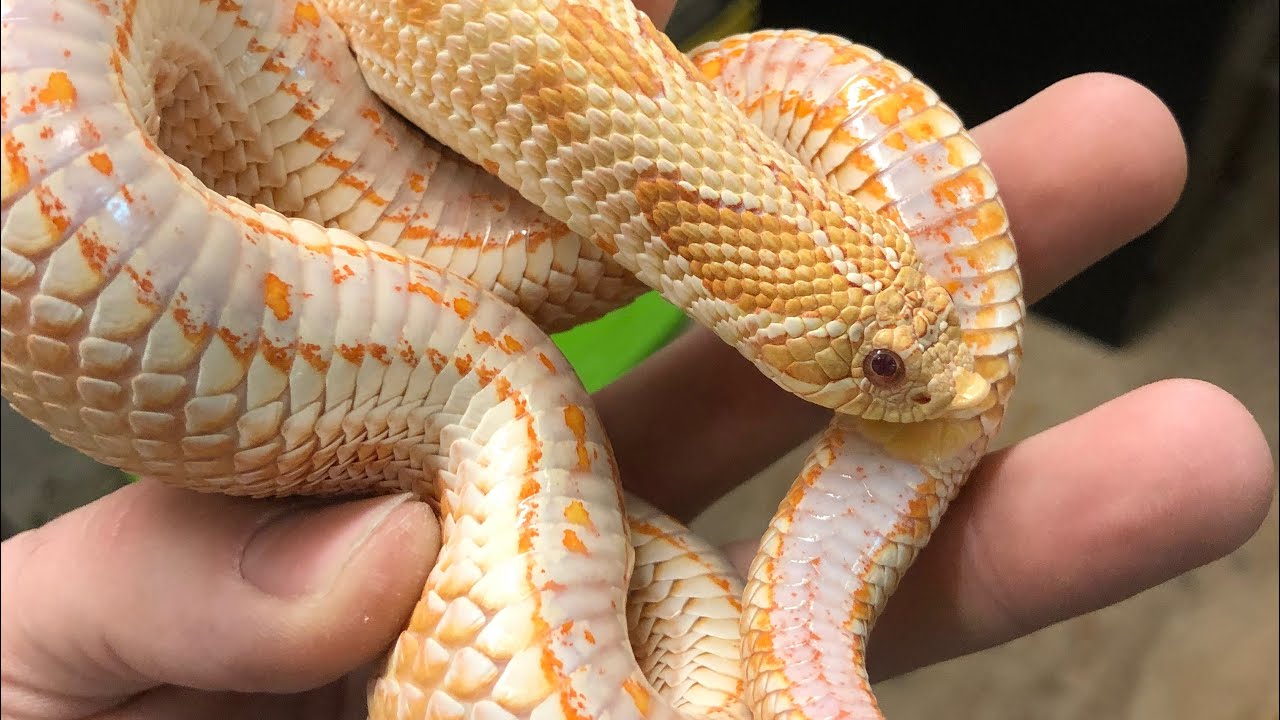Albino Anaconda Hognose Snake