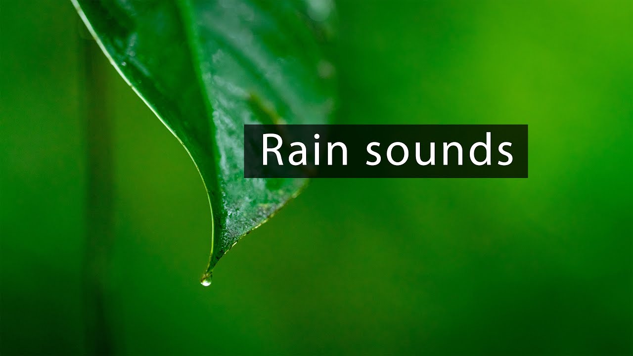 Calm rain and thunder in the forest - Nature sounds