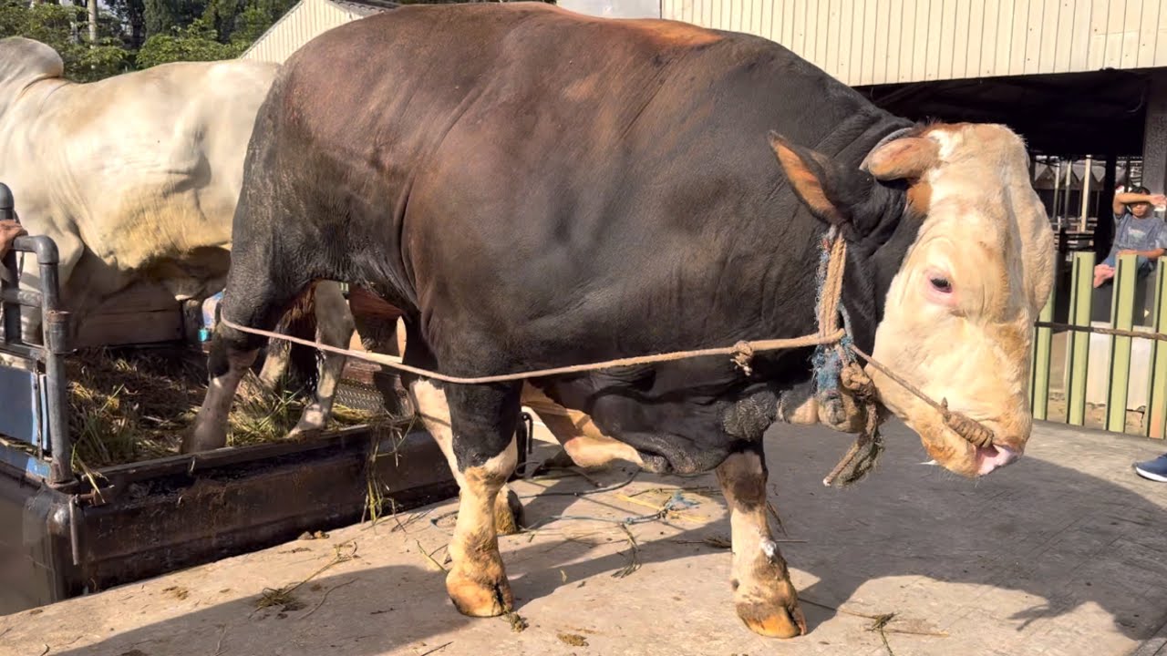 SAPI RAKSASA UNIK NGAMUK TURUN DARI TRUK SUPER MANTAP ‼️🔥🔥🔥