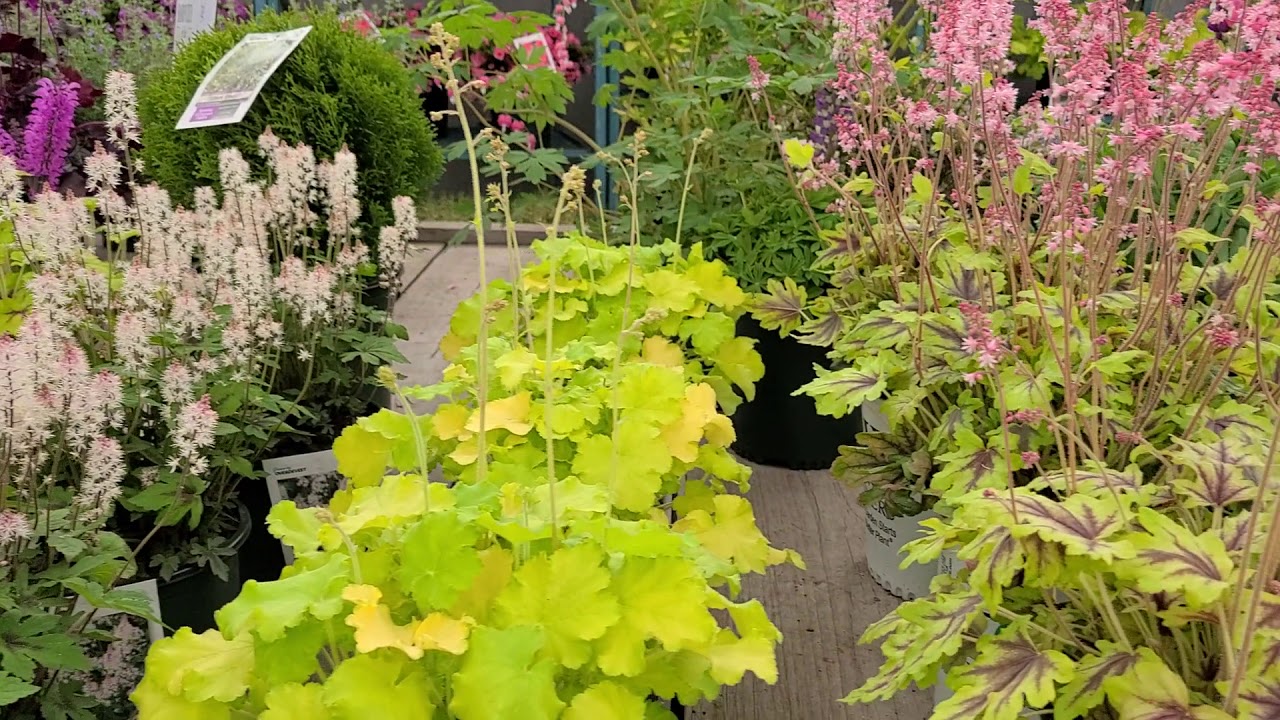 Heucherella Fun and Games&reg; 'Eye Spy' (Foamy Bells) // Bright foliage plant