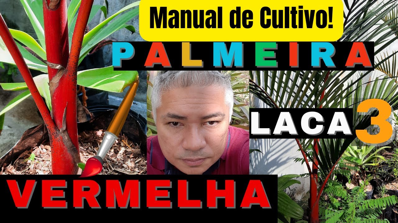 3-Tudo sobre Palmeira Laca Vermelha! Substrato, rega, adubação e dicas de cultivo.