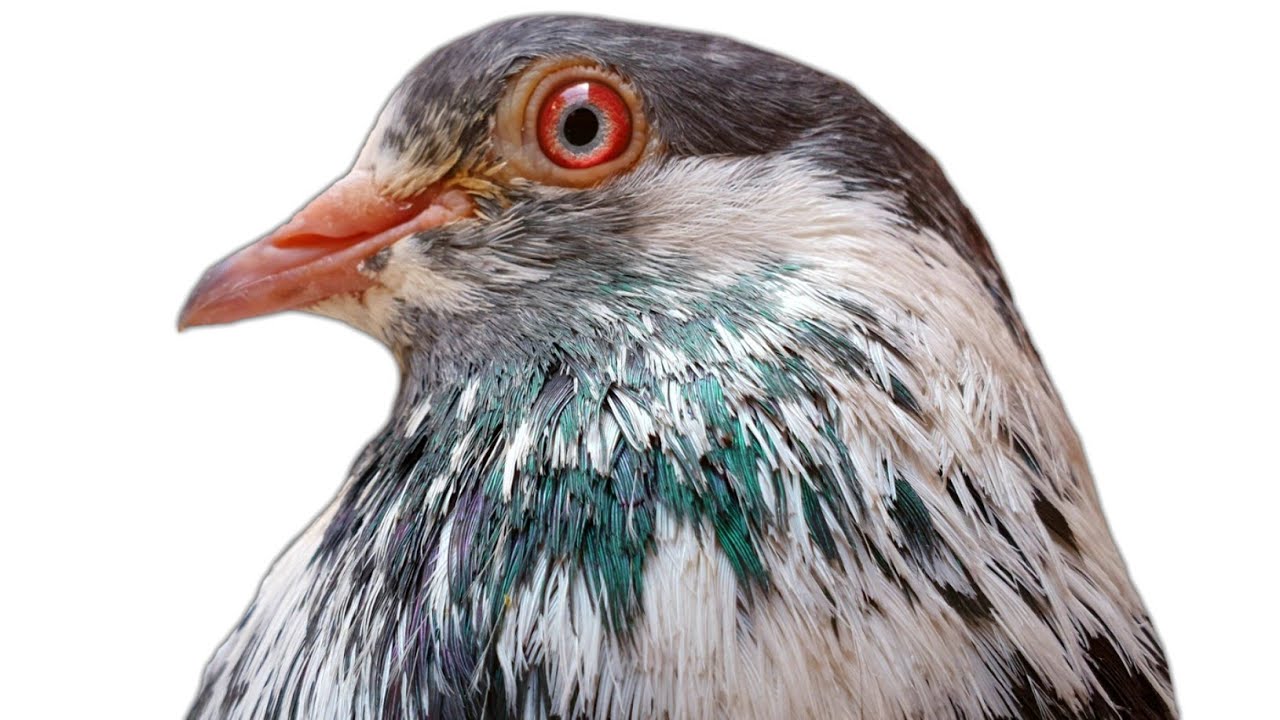 Kamagar Kabootar | Pure Kamagar Pigeons | Prince Kamagar