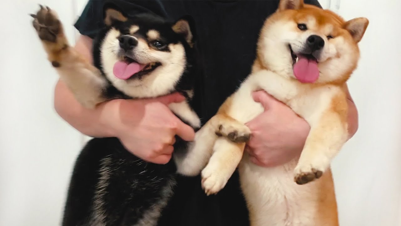 主人給兩隻狗狗洗澡，柴犬滿臉寫著拒絕