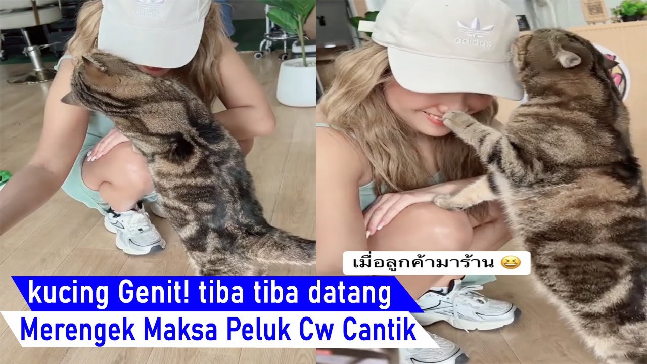 Kocak dasar Genit! kucing datang datang langsung Maksa Peluk wanita Cantik/kompilasi kucing Lucu