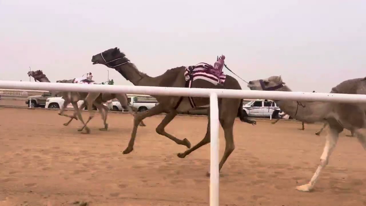 ش 5 بكار لقايا حبيبه ل حمد سالم الوهيبي
