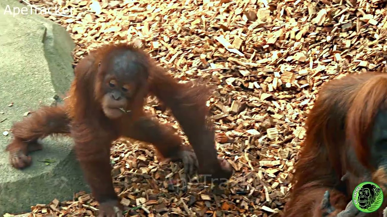 Kids Watch On Cautiously As Frustrated Mother Orangutan Makes Her Bed ! 🦧 #orangutan #chesterzoo