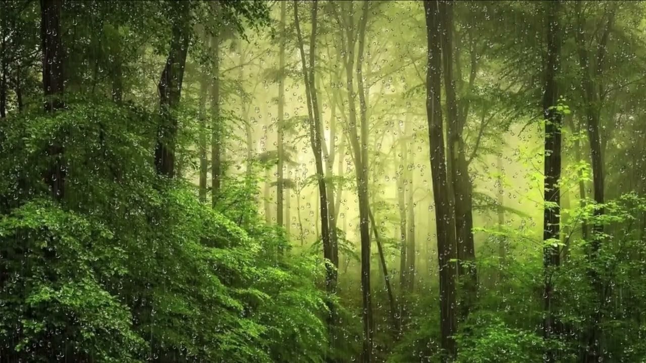 🌧️ 3 Hour Gentle Rain in a Forest | Study, Focus & Calm Thinking