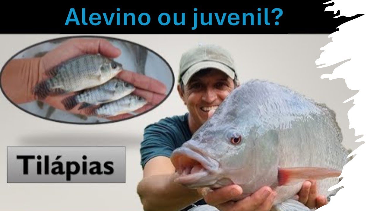 Cria&ccedil;&atilde;o de Til&aacute;pias! Alevino ou juvenil, qual ser&aacute; a melhor op&ccedil;&atilde;o?