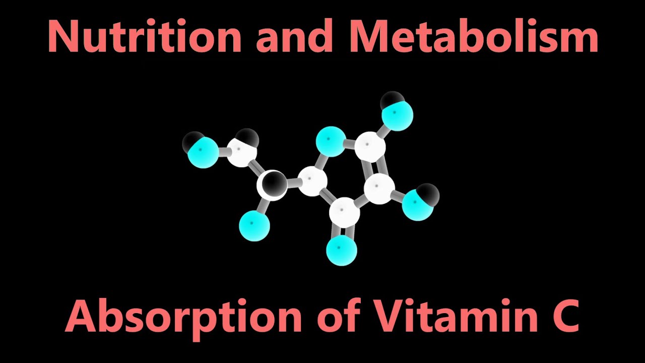 Absorption of Vitamin C (Ascorbate) | Vitamin Absorption