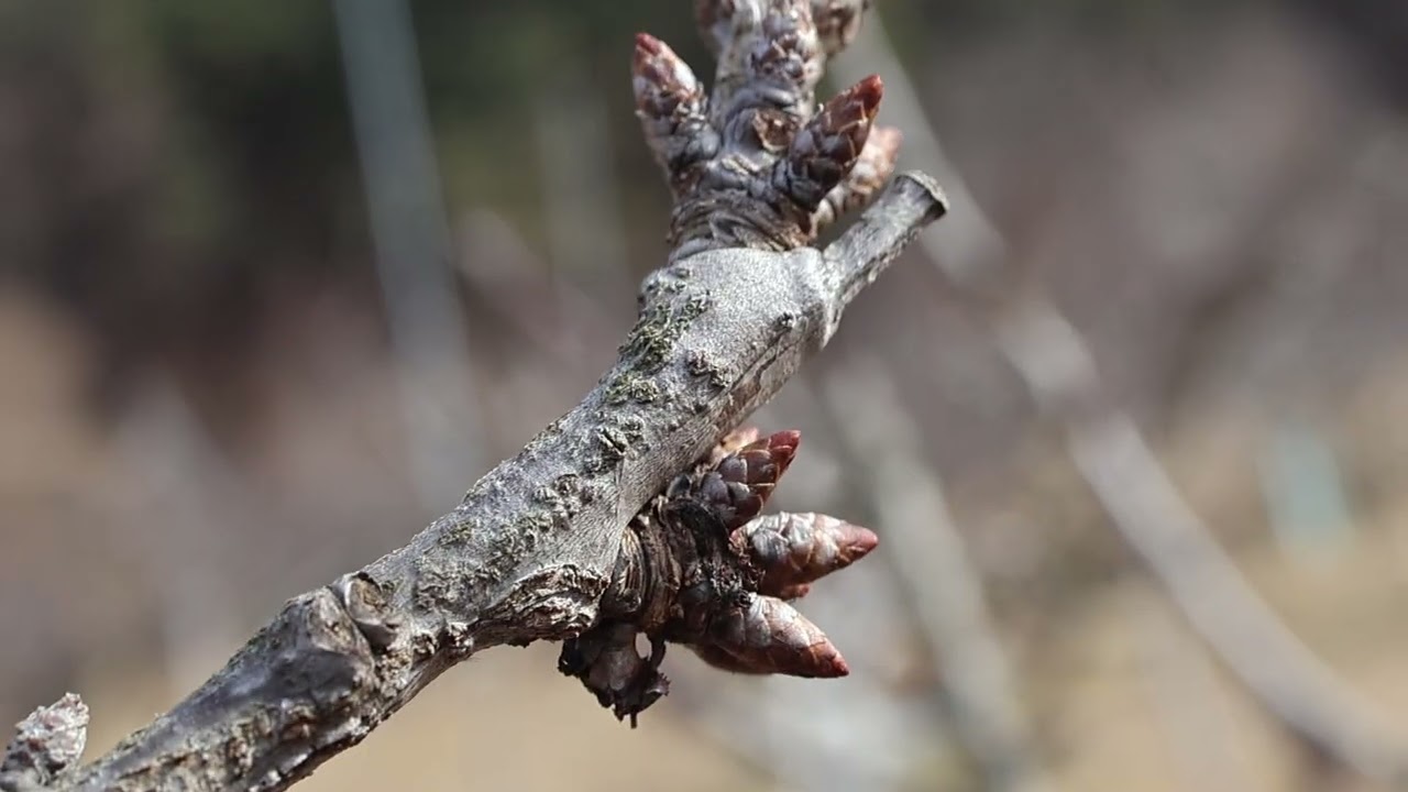 26년 2월 6일 체리나무 관찰기록, #아직 겨울이지만,  슬슬 바쁜 체리농사의 계절이 다가 옵니다.