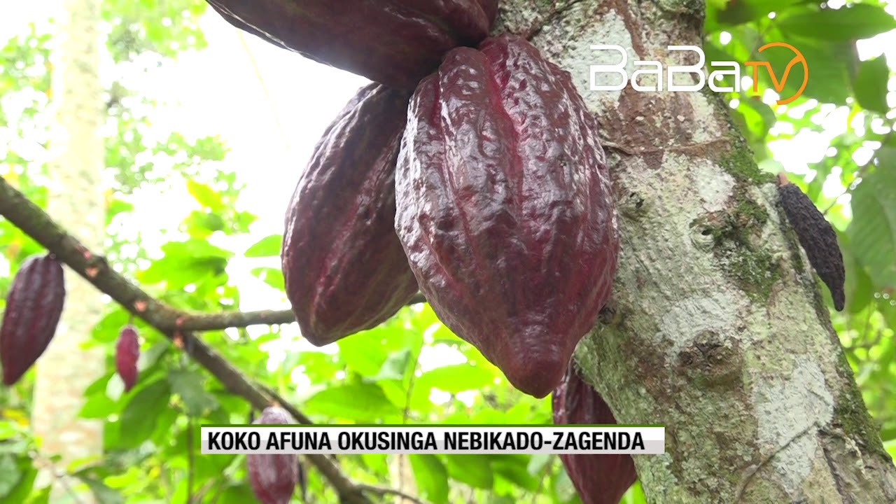COCOA GROWING PART 2