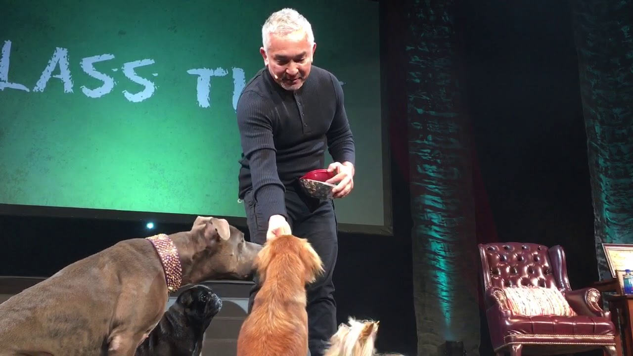 Cesar Millan Live