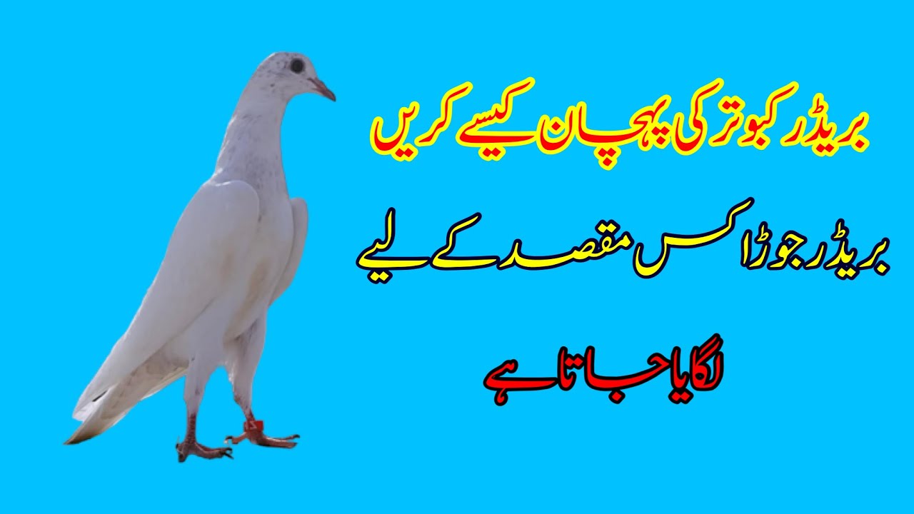 Breeder Kabootar Ki Pehchan Kise Kren || Breeder Jore Lagany Ka Tarika || Afzaal Pigeons