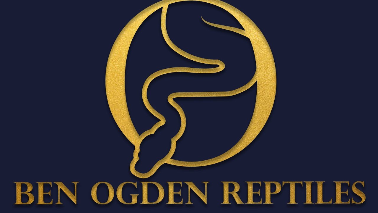 Breeder Males! Cypress Chocolate Confusion Redstripe ODYB GHI Hypo, Clown