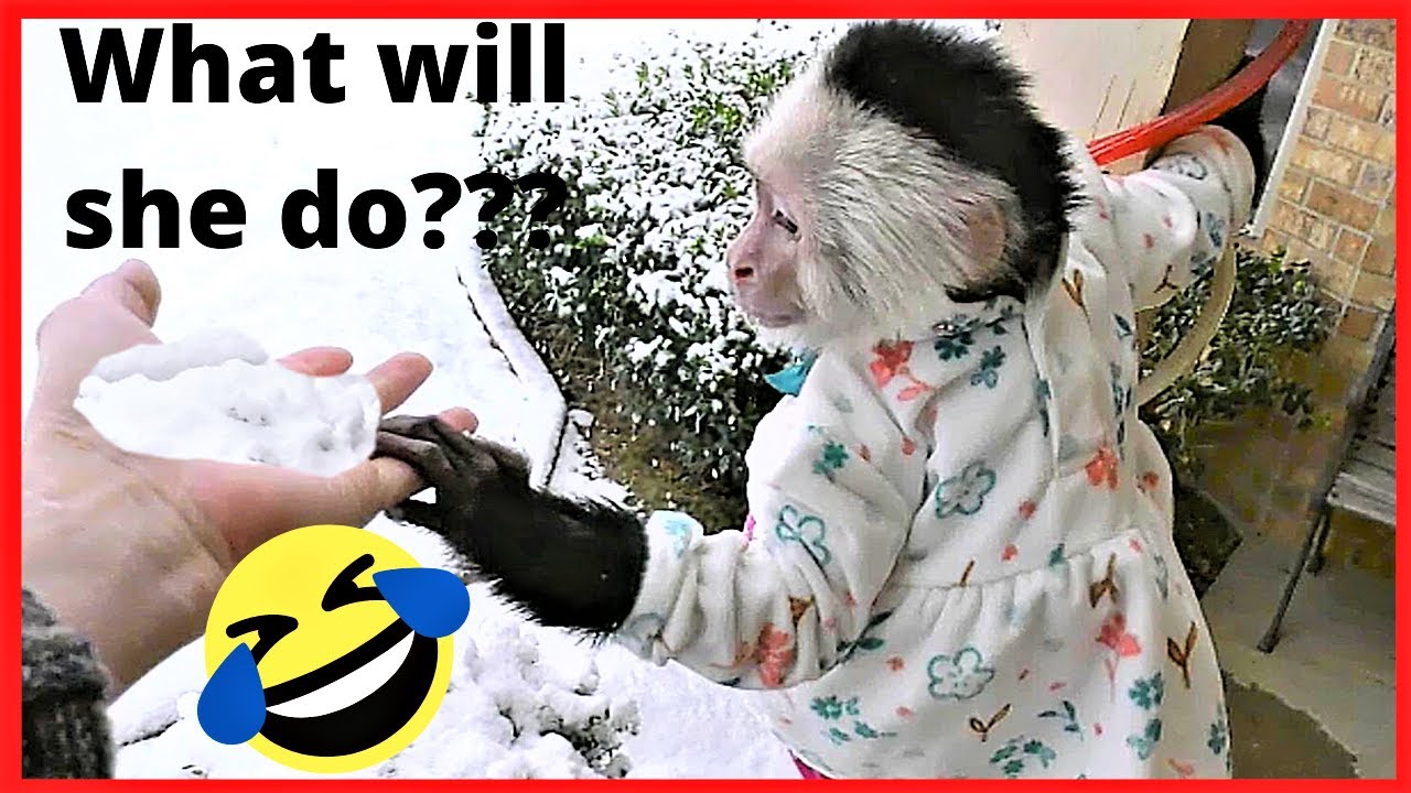 Hilarious Reaction! | Monkey Sees Snow For The First Time! | Monkey Barking At Snow | Capuchin