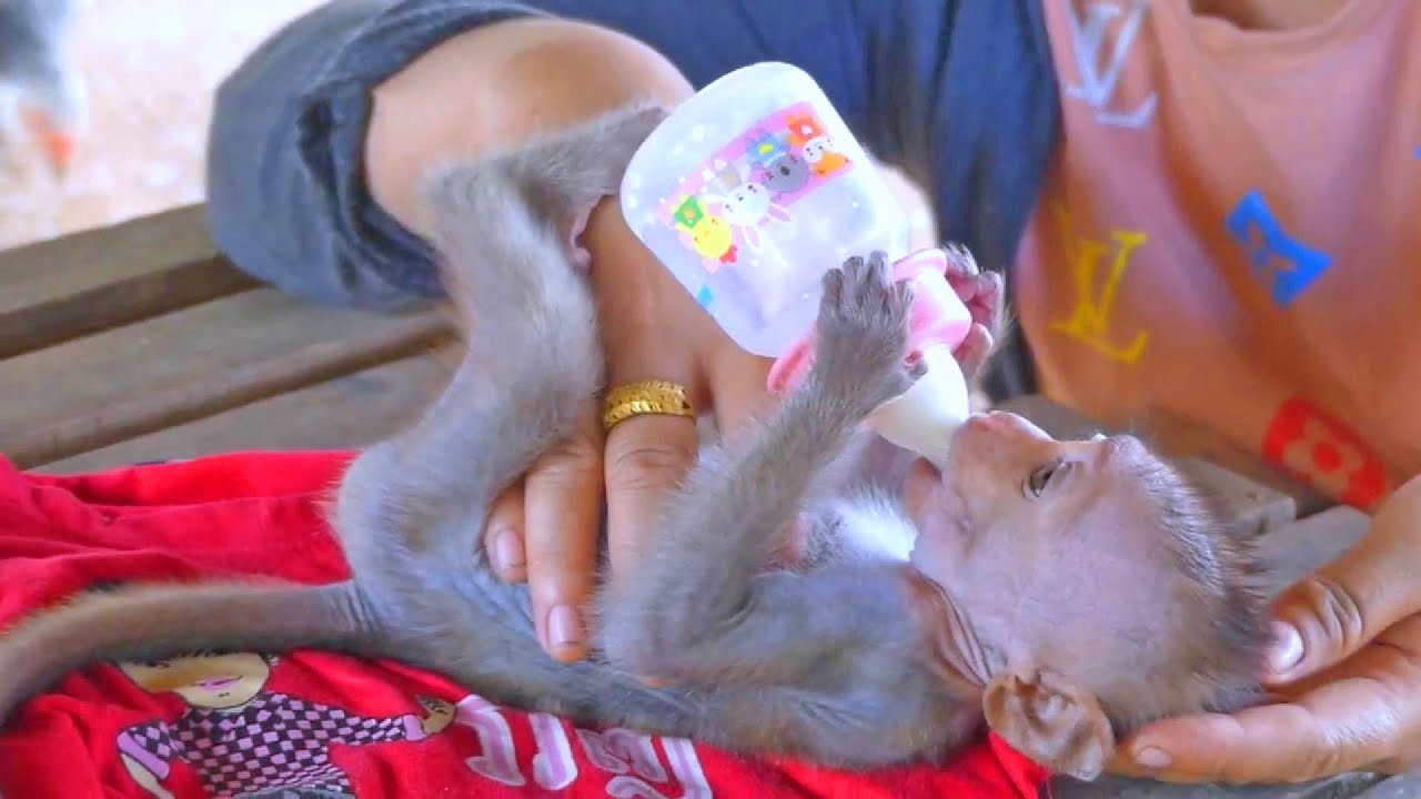 Baby Learns to Hold the Milk Bottle | Heartwarming Mother’s Lesson in the house