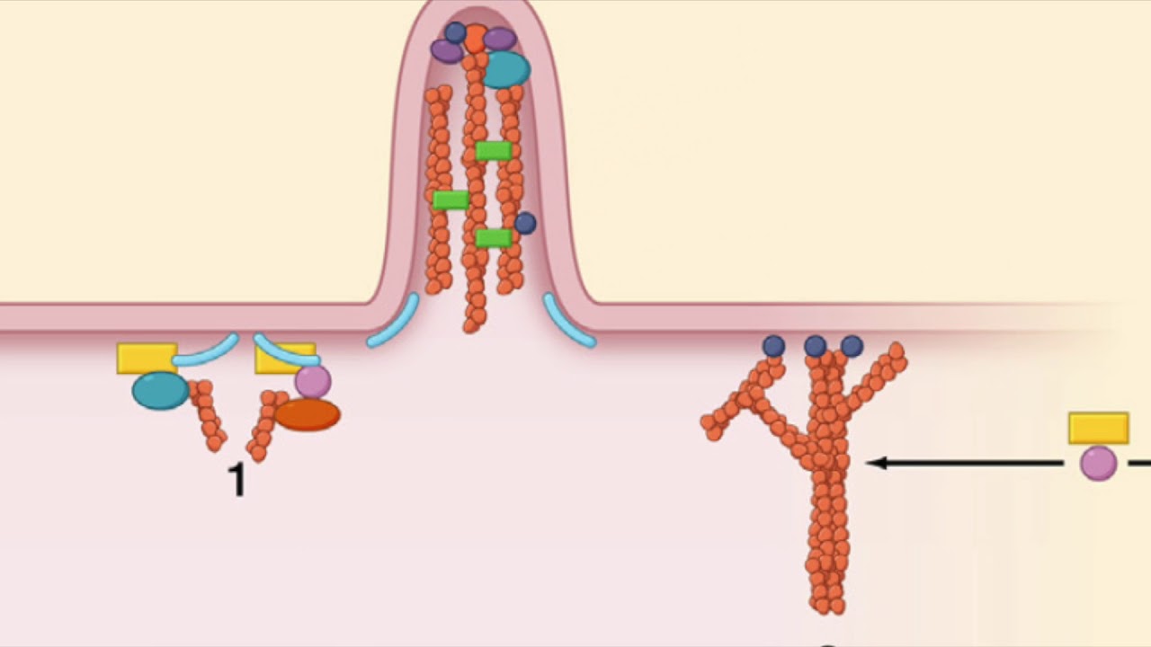 Cell Press Reviews: Core Concepts in Cell Biology