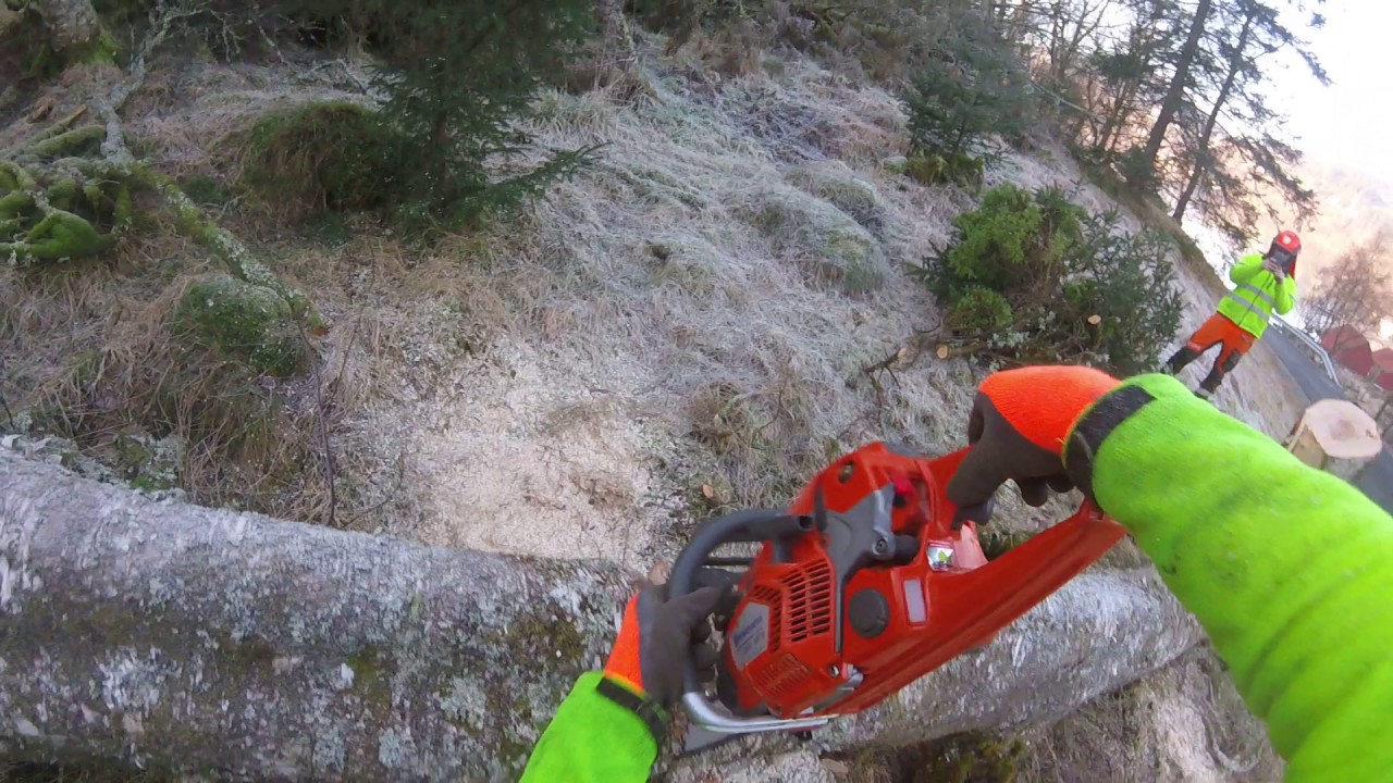 Cutting and pruning a uprooted tree