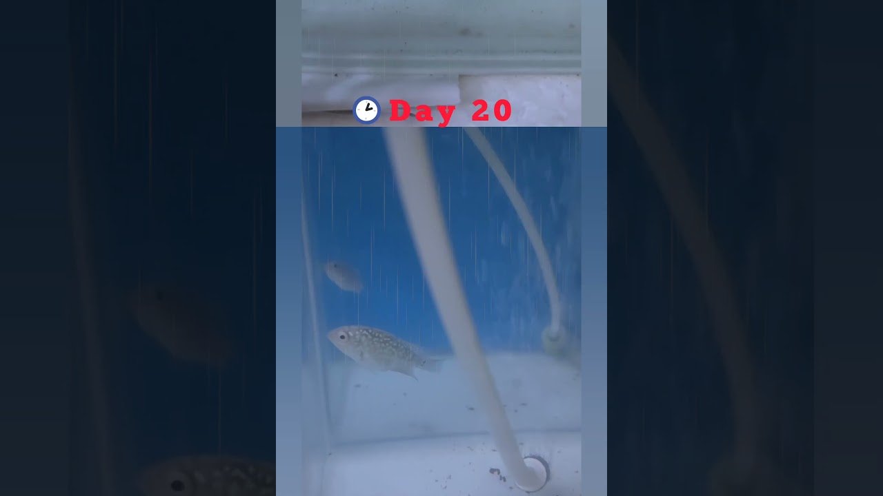 Flowerhorn 30 Days Growth | Flowerhorn Growth | Flowerhorn Baby Gowth | 30 நாள் Flowerhorn வளர்ச்சி