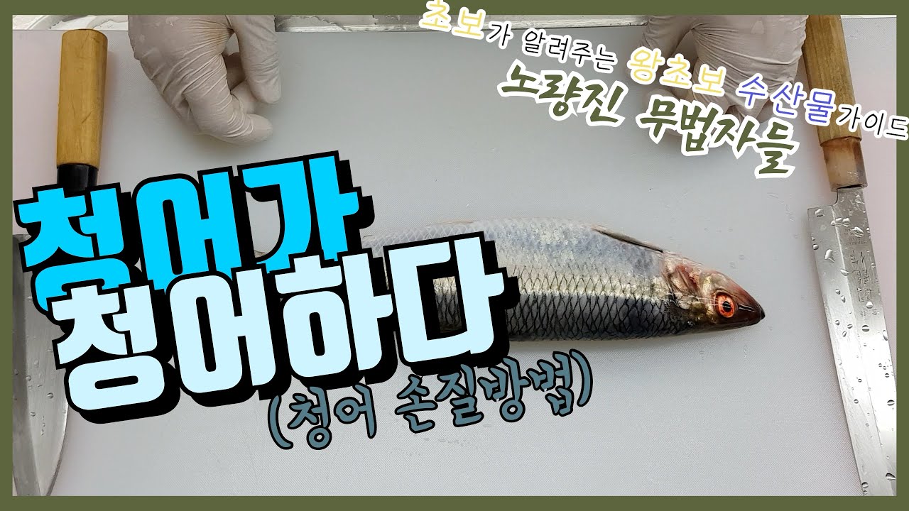 청어가 청어할 뿐인 영상~(청어 손질방버ㅂ)