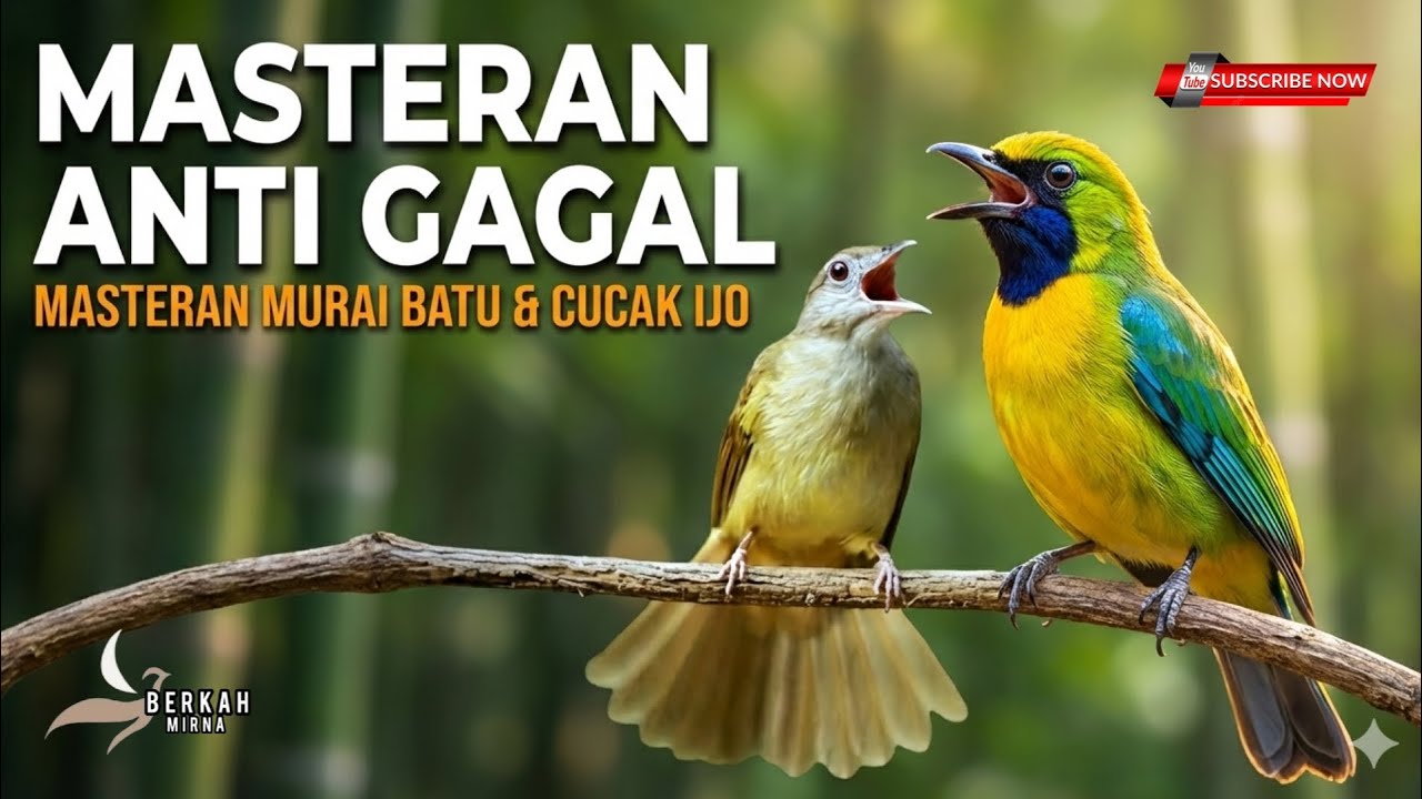 🔴PUTAR PAGI SORE DIJAMIN GACOR ANTI GAGAL - CUCAK CUNGKOK VS KAPAS TEMBAK cocok buat murai batu ijo