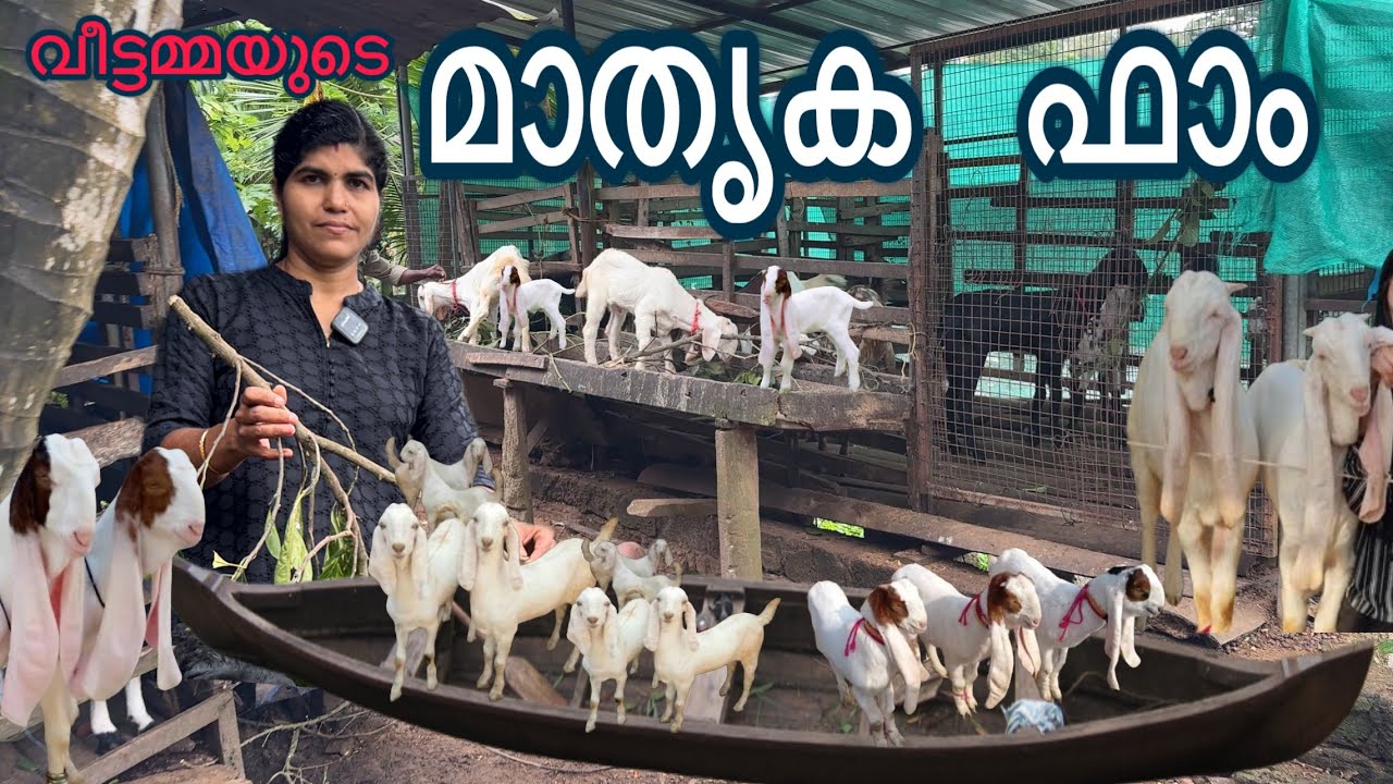 ഇനി സ്ഥലം ഇല്ലന്ന് ആരും പരാതിപറയരുത് മാതൃക വീട്ടമ്മ ചെയ്തത് കണ്ടോ new goat farm 