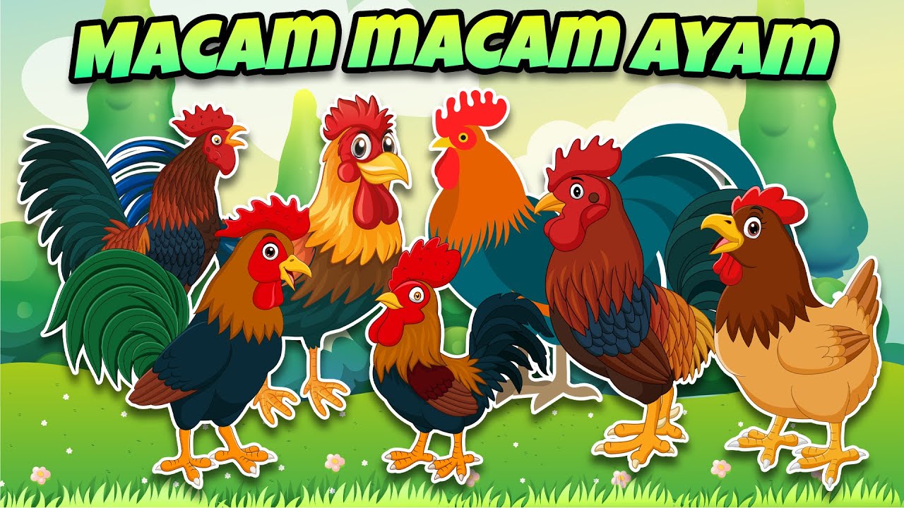 LAGU AYAM MACAM MACAM AYAM LAGU ANAK INDONESIA POPULER