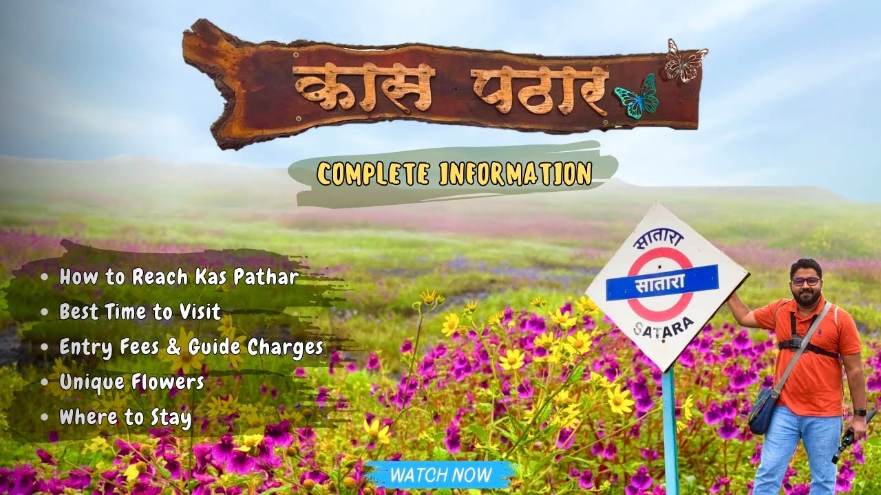 Kaas Pathar Satara - Maharashtra’s Valley of Flower | कास पठार