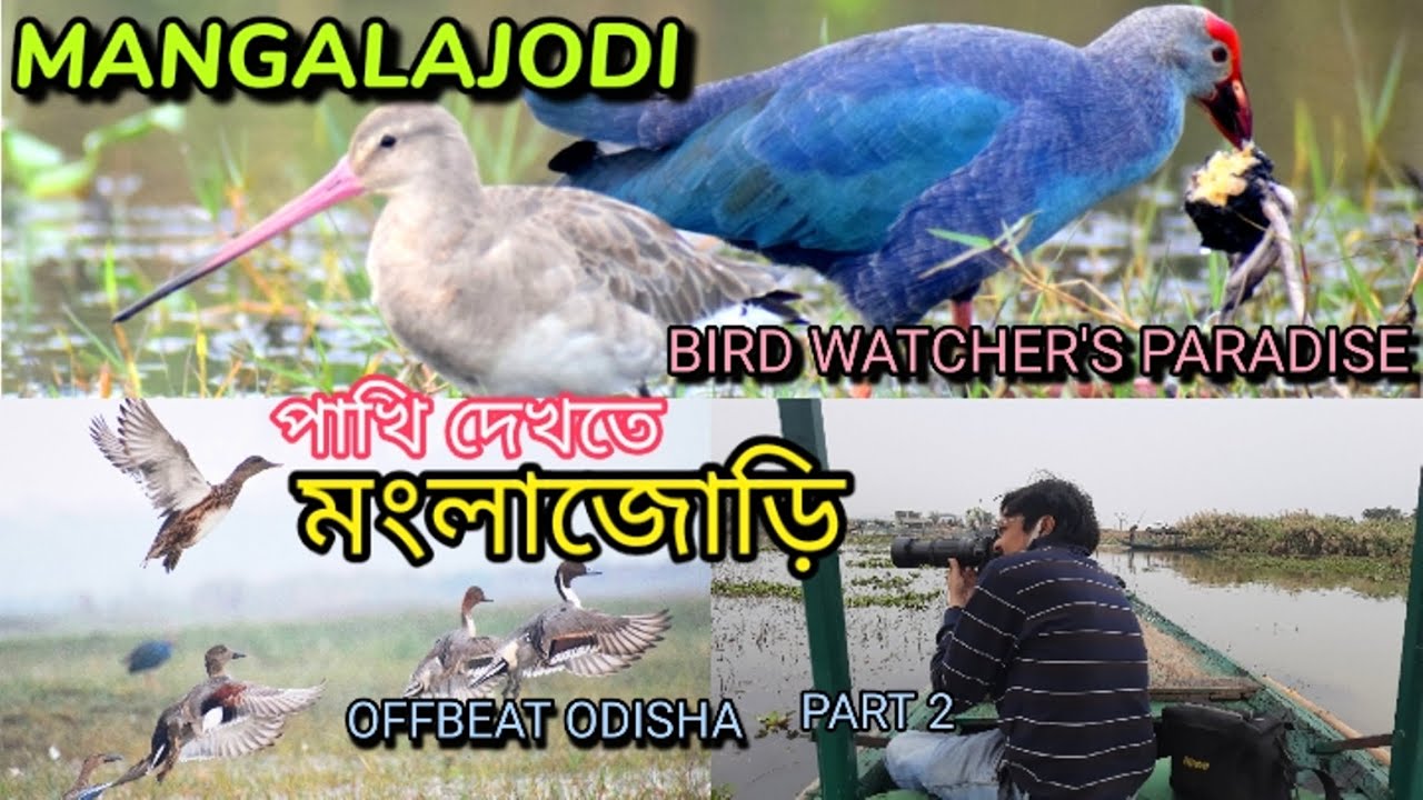 Mangalajodi | Best Bird Sanctuary in Eastern India | Offbeat Odisha | Bird Photography | Chilika