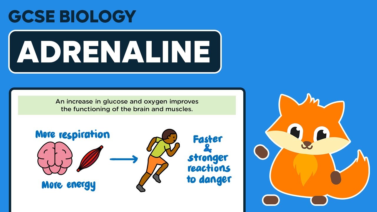 Adrenaline - GCSE Biology