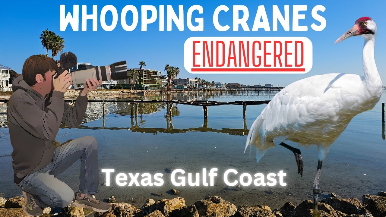 Saved from Extinction: Whooping Cranes of the Texas Gulf Coast